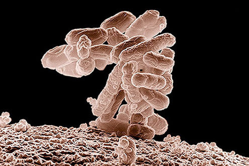Smile for the camera: A low-temperature electron micrograph of a cluster of oblong-shaped E. coli bacteria.
